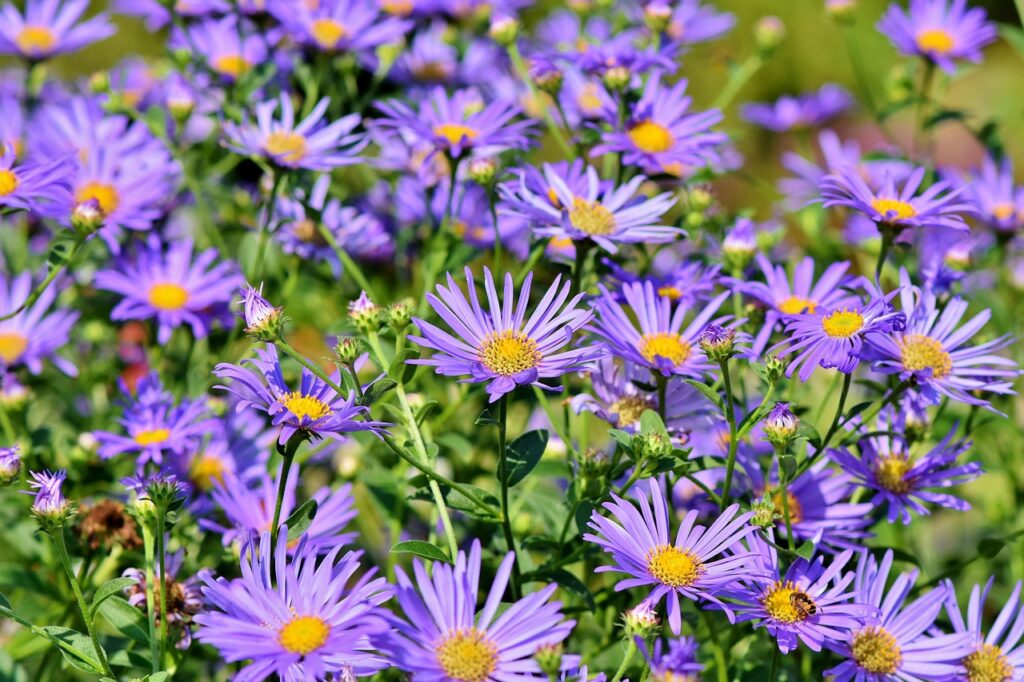Naturgarten