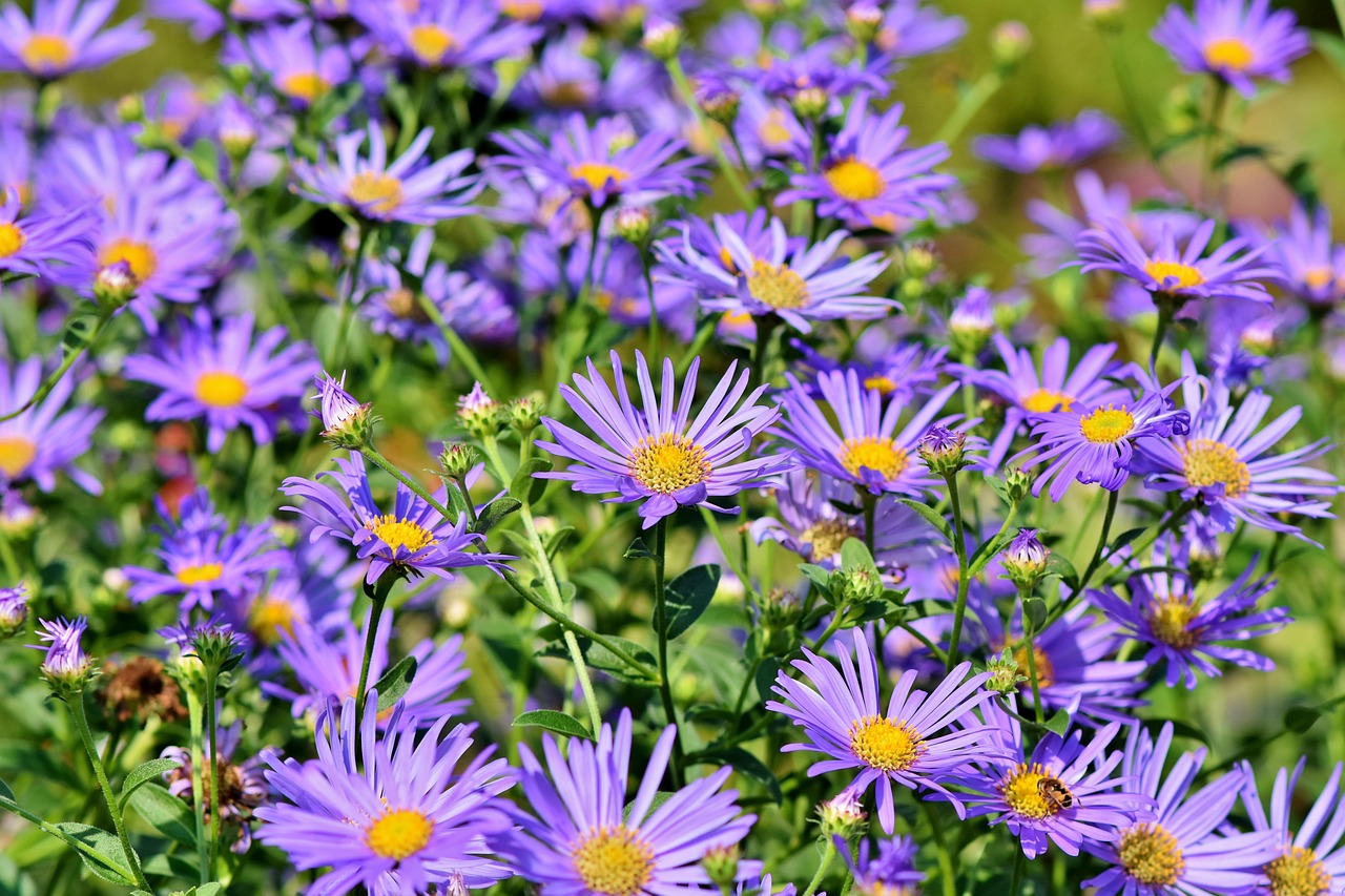 Naturgarten