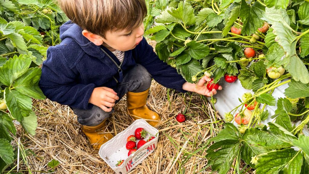 Erdbeeren selbst pflücken – regionale Felder & Tipps