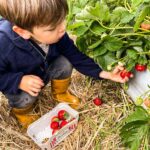 Erdbeeren selbst pflücken – regionale Felder & Tipps